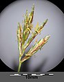 Spikelets