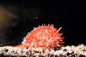 Exemplar de Cypraea chinensis, com o manto completamente estendido (a cabeça está à esquerda).