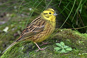 Emberiza citrinella