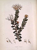 Miniatura para Grevillea buxifolia