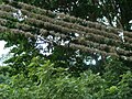 Tillandsia recurvata and another Bromeliaceae species on electric wires near San Juan de los Morros, Venezuela