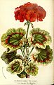 Pelargonium Zonal Group