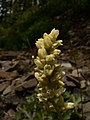 Heuchera cylindrica