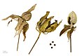  Hibiscus coccineus