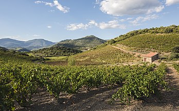 Vignobles et collines de Roquebrun, dans le parc naturel régional du Haut-Languedoc (France). (définition réelle 7 360 × 4 600)