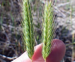 En gramíneas (#Glosario de Poaceae) la inflorescencia primaria, en cuyo pedúnculo están directamente insertas las flores, está protegida por dos brácteas (la gluma y la glumela). En el género Hordeum (foto) el pedúnculo tomado por los dedos es el de la inflorescencia secundaria, no tiene gluma y glumela, las inflorescencias primarias (las espiguillas) son las que están insertas en el pedúnculo de la secundaria. Esta inflorescencia es una espiga de espiguillas.