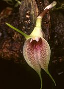 Masdevallia zahlbruckneri