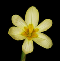 Moraea miniata