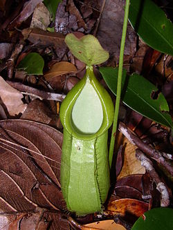 Nepenthes hirsuta