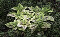 * Nomination Plectranthus scutellarioides NBG --PumpkinSky 00:00, 30 July 2017 (UTC) * Promotion Good quality. -- Johann Jaritz 02:13, 30 July 2017 (UTC)