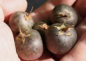 Potato fruits