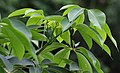 leaves in कोलकाता, पश्चिम बंगाल, भारत.