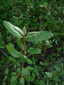 Shepherdia canadensis