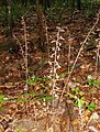 Colony of the orchid, Tipularia discolor in bloom (no leaves yet), Florida, July.