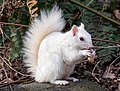 Image 95White (leucistic) eastern gray squirrel with a peanut