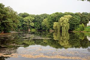 Ставок у дендропарку