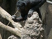 Bonobo ow 'pyskessa' rag termitow