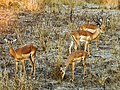 Impala i Zambia.