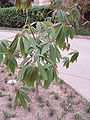 Chinese horse-chestnut (Aesculus chinensis) young leaves in spring ...