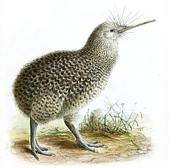 kiwi → Birds of New Zealand