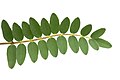 Astragalus bibullatus