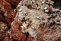 Northern Gannets and Common Guillemots at Helgoland