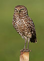 en:Burrowing_Owl