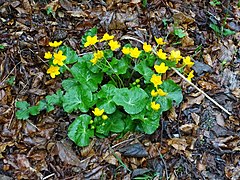 Caltha palustris 126292151.jpg