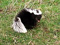 Andenskunk (Conepatus chinga)