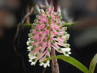 Dendrobium smillieae