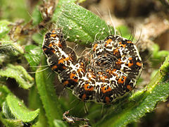 Caterpillar