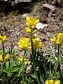 A Estana (Baixa Cerdanya - Catalunya)