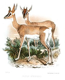 Somalijska gazela (ženka)