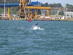 Un grand dauphin dans le port.