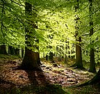 New beech leaves, Grib Forest in the northern part of Denmark