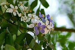 Rohtoguajakkipuu (Guaiacum officinale)