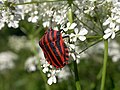 Graphosoma lineatum