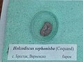 en:Holcodiscus sophonisba (Coquand) en:Barremian, en:Brestak at the en:Sofia University "St. Kliment Ohridski" Museum of Paleontology and Historical Geology