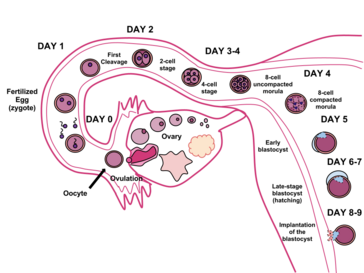 Timeline of human fertilization, ending with implantation of the blastocyst eight to nine days after fertilization.