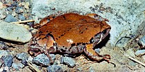 Sheep Frog (Hypopachus variolosus), Municipality of Victoria, Tamaulipas, Mex (12 August 2003).