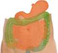 Intestine and stomach