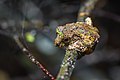 Kurixalus bisacculus, Taylor's tree frog (camouflage as moss) - Phu Kradueng National Park