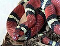 Die ungiftige Rote Königsnatter (Lampropeltis elapsoides)