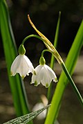 Leucojum aestivum 01.JPG