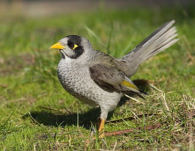 Noisy miner, by JJ Harrison