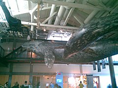 Monterey Whale (4533105782).jpg