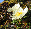 Mountain avens (Dryas octopetala)