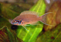 Neolamprologus olivaceous