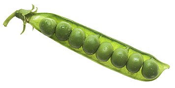 NCI peas in pod.jpg