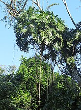 Klimplanten, zoals Philodendron, hebben ondersteuning nodig